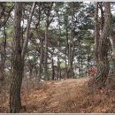 능선 소나무 숲 이미지