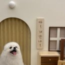 도그애견 이미지