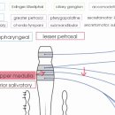 3월 8일 수업관련 - 부교감신경계(Parasympathetic Nervous System) 이미지