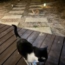 안동민박 | [안동 숙소] 귀여운 고양이와 자쿠지가 있는 &lt;이든민박&gt;