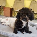 지금여기서행복하개 이미지