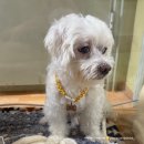 바이오드동물병원 | [오드의 투병일지 #2] 11살 노령견 심장병+폐렴+폐수종, 산본 솔동물의료센터 입원(병원비) 내돈내산 후기