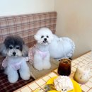 피디유피