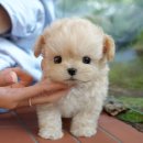 보은병원 | 보은강아지무료분양, 여러 곳 확인해보니 정답은 미유펫이었어요