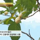 ㈜푸른무약 이미지