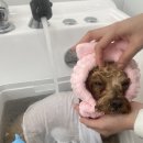 댕스얼랏 이미지