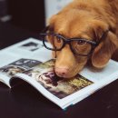 위풍댕댕 이미지