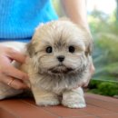 보은메디칼 이미지