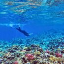 팀 드래곤 이미지