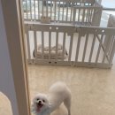 사르르몽몽 이미지