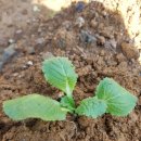 대풍농약종묘사 이미지