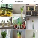 대파집 연합뉴스