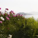 꽃님이네 이미지