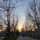 가야진사공원 축구장 | 보라매공원 | 반려견 놀이터 후기, 공원 전체가 더 좋아진 서울 강아지 산책 명소 후기