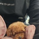 부산강아지분양 유독 이미지