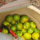 해광농장 이미지