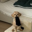 [생태체험] 명지갯벌 - 6월 1일(토) 오전 | 광역시별 반려동물 놀이터 정리