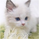 아침농장순창 | 순창고양이분양 부드러운 털을 쓰다듬는 시간