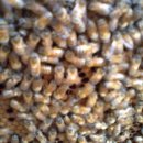 상준농장 이미지