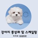 아이비 동물병원 | 김포 마산동 동물병원, 암컷 6살 강아지 중성화 수술 및 스케일링