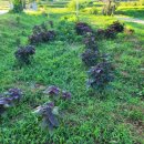 상경경로당 이미지