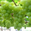 김수하농장 이미지