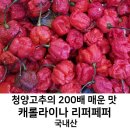 청양고추의 200배 매운 고추 팝니다. 이미지