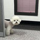 혁신애견미용 이미지