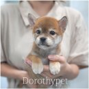 광주강아지분양 고양이분양 도로시펫 이미지