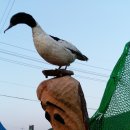 보리문화