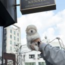 꼬똥켄넬 | 꼬똥분양가 천차만별이라 직접 비교해본 후기 꼬똥켄넬