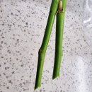 진잠농협하나로마트분사