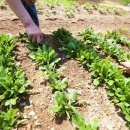 인기농장 이미지