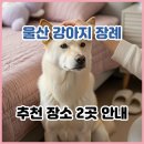 이별공간 | 울산 강아지 장례 추천 장소 2곳│울산 애견 장례식장 기준, 비용, 후기 이 글 하나로 끝