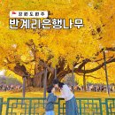 반계1리마을회관 | 강원도 원주 반계리 은행나무 2024년 11월 실시간 단풍 후기!
