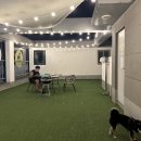 우동펫(우리동네 펫 서비스) 이미지