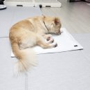 펫토 | 협찬) 2025 킁킁쿵쿵 캠페인 시즌2 펫토 냉감커버 쿨매트+쿨젤(세트) 후기