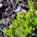 돌나물의 효능 및 부작용 이미지