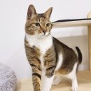 다나펫샵 | 서울유기묘보호소 방문해봤어요 후기