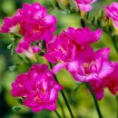 프리지아 B 이미지