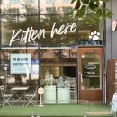키튼히얼 고양이분양 김포본점 이미지