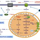 Re:Re: 당뇨약 메트포민의 항암 - 글루타민 에너지 사용억제효과 이미지
