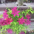 꽃들펜션 이미지