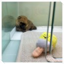 마마스미독 강아지분양 대전점 이미지