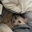 애월무아 이미지