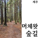 머체왓숲길 | [제주]웰니스여행지 머체왓숲길 코스 소요시간 주차 위치 후기