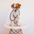 수목원동물병원 이미지