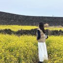 하도별방진 | 제주 별방진 유채꽃 명소 실시간 개화상황