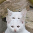분신술