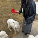 동산프라스틱 | 홍천 아이와 함께 가기 좋은 하양목장 양 먹이 체험 추천 후기